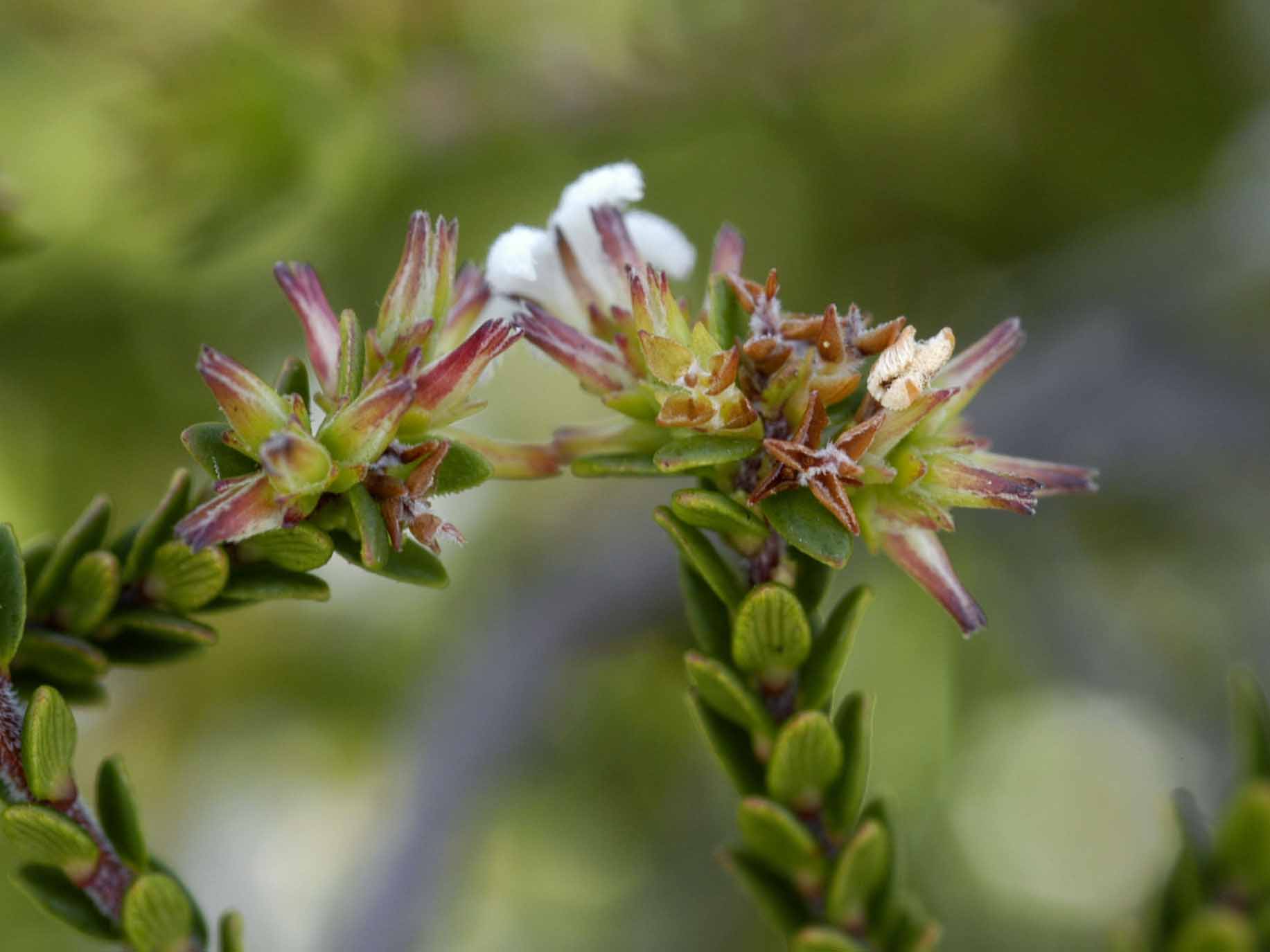 fruit